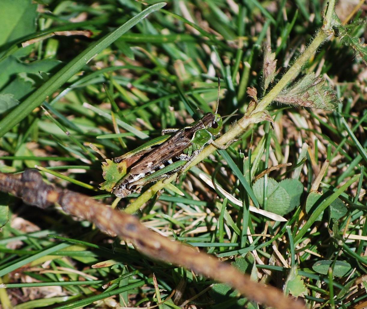 Myrmeleotettix maculatus?  No, Gomphocerus sibiricus